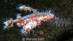 Small Ornate Ghost Pipefish by Marylin Batt 